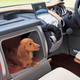 Illustration for article titled Honda Once Built a Concept Car With a Glove Box for Your Dog